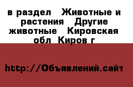  в раздел : Животные и растения » Другие животные . Кировская обл.,Киров г.